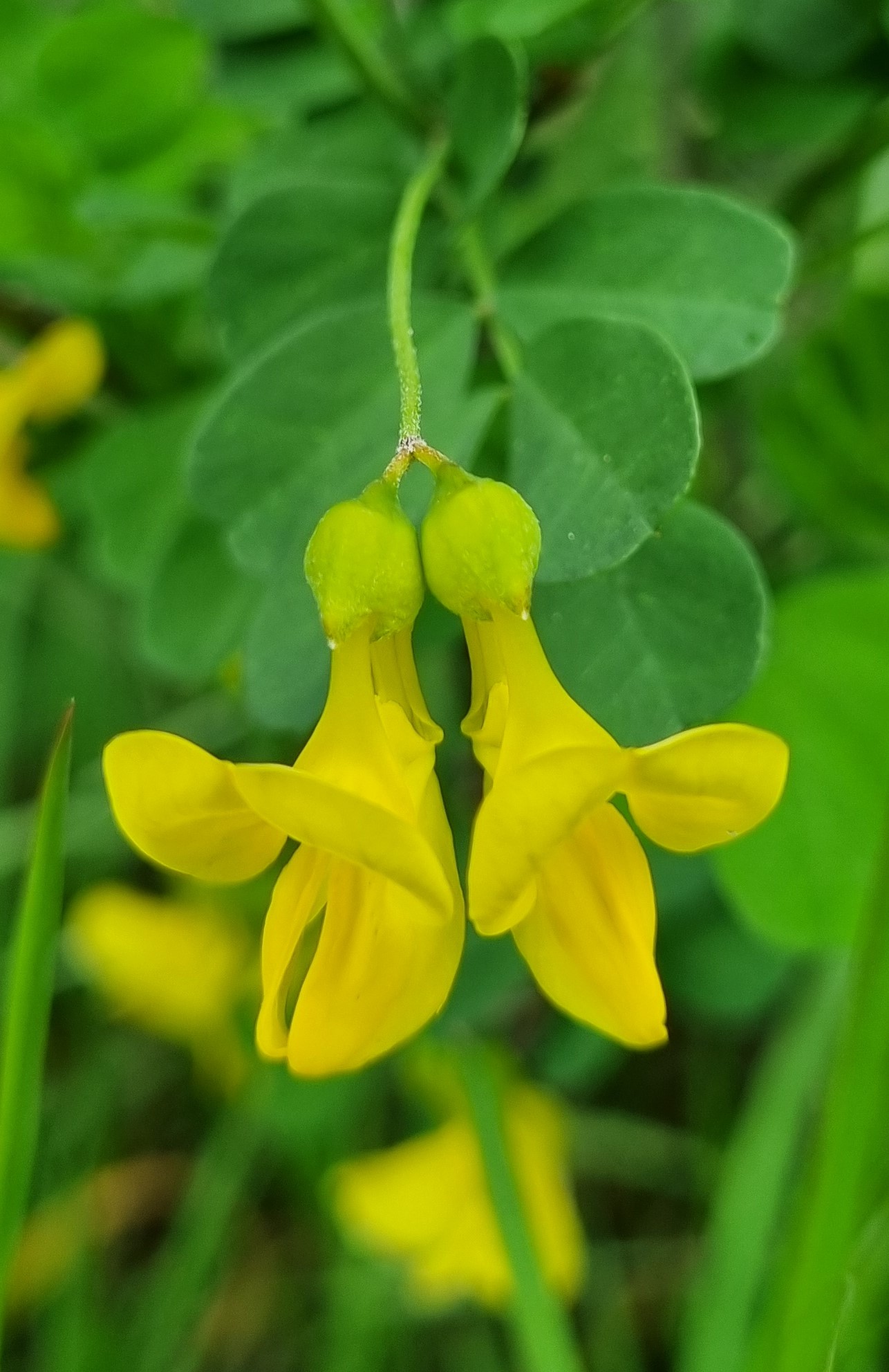 Hippocrepis emerus