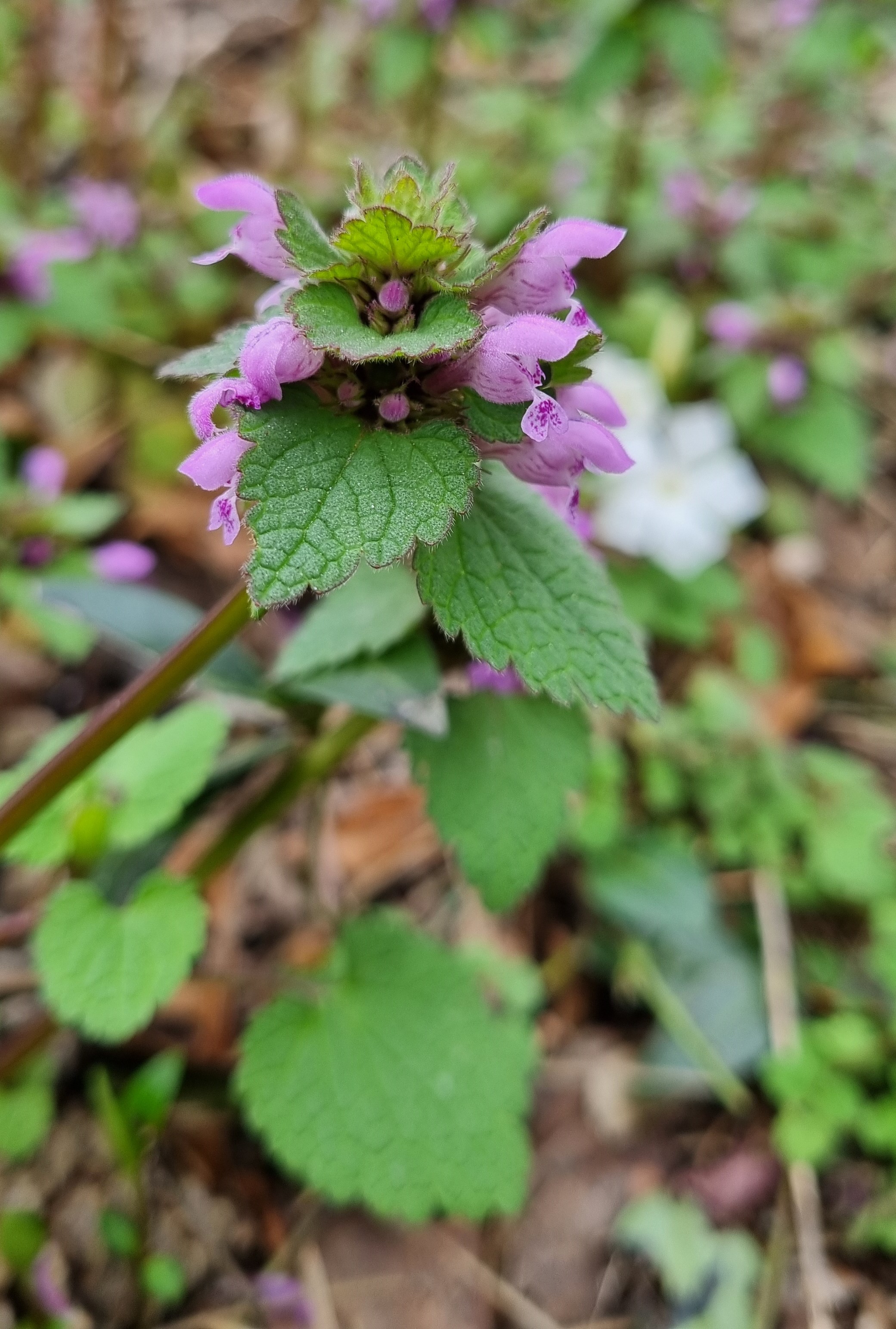 Lamium purpureum