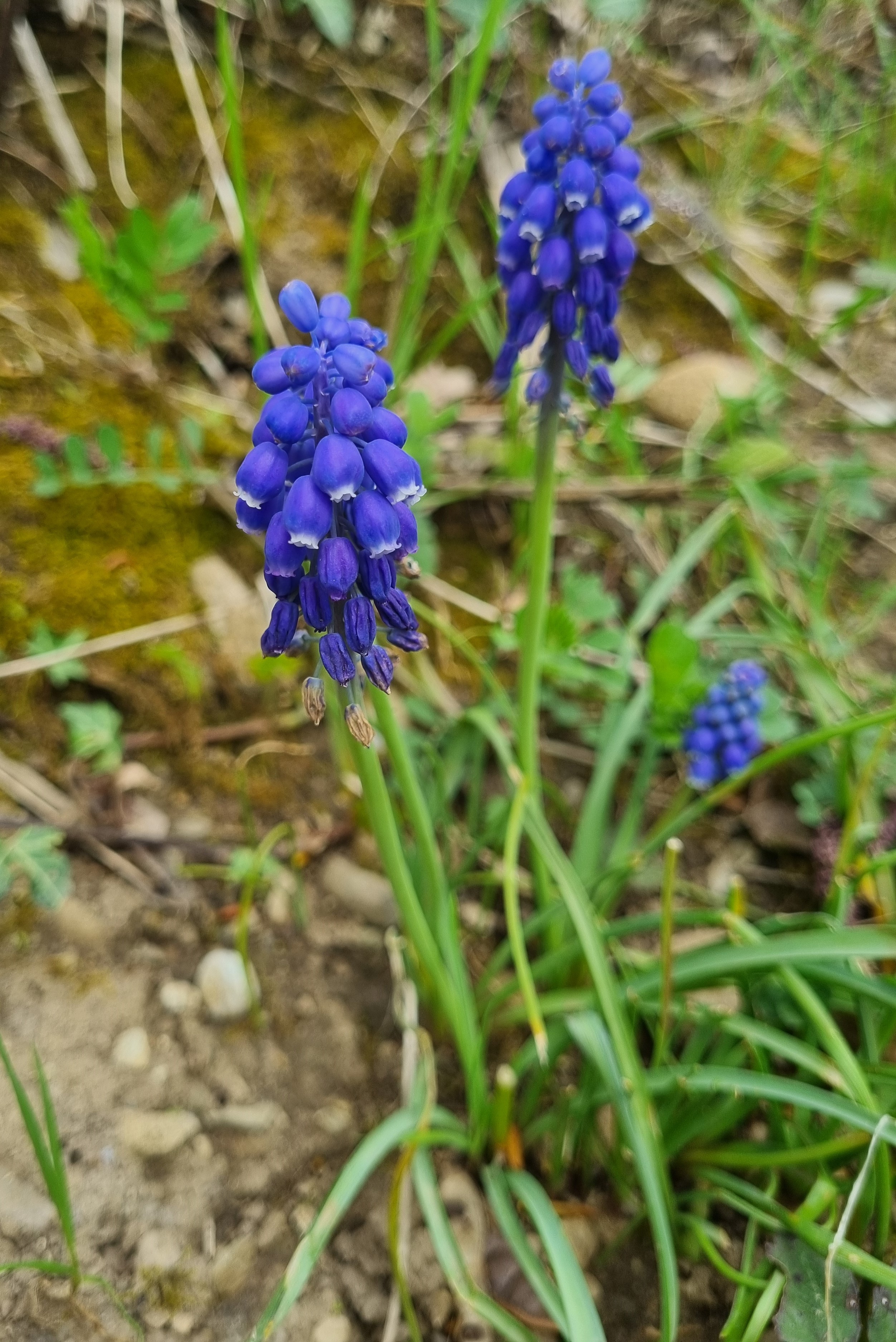 Muscari racemosum