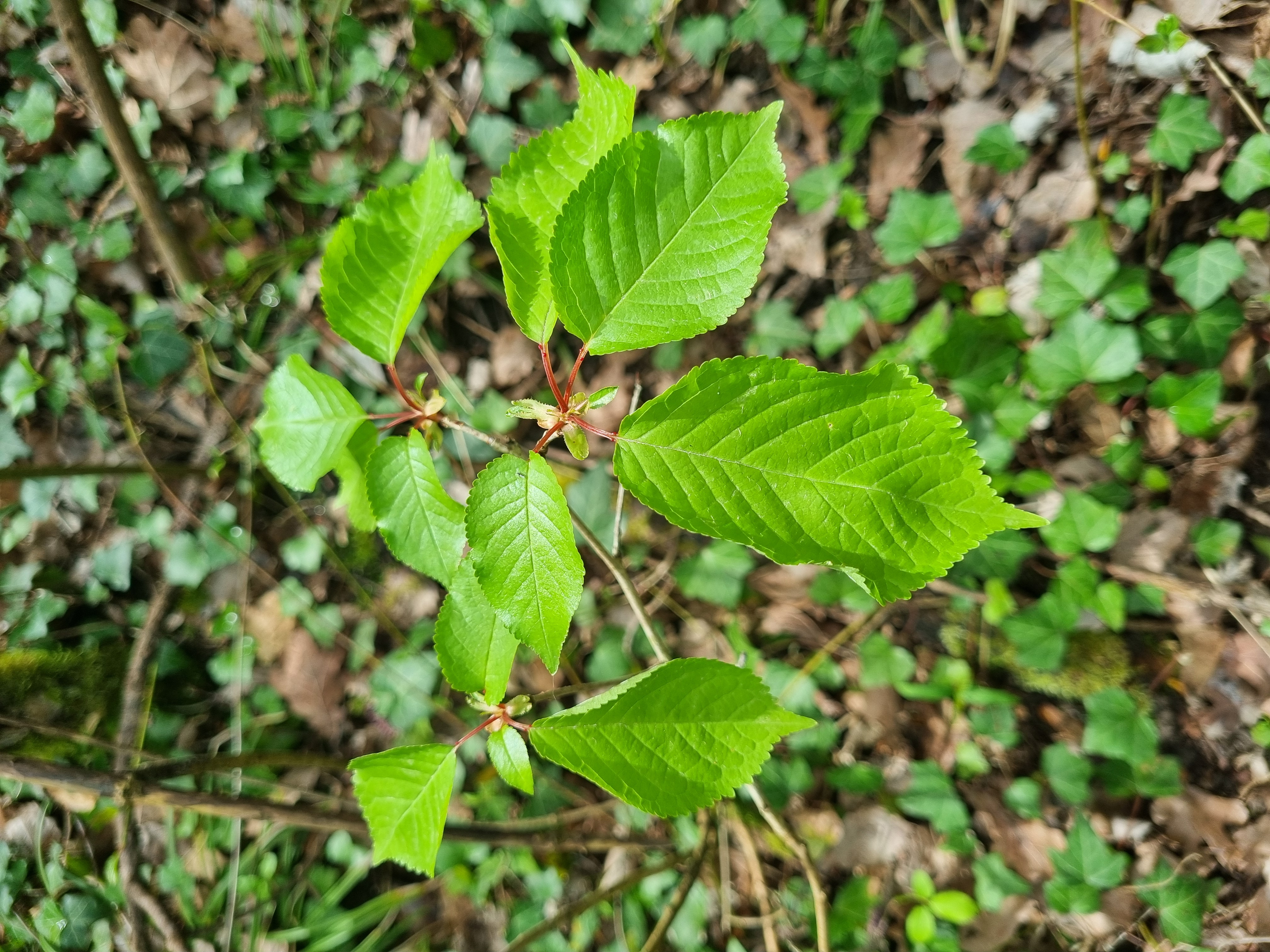 Prunus avium