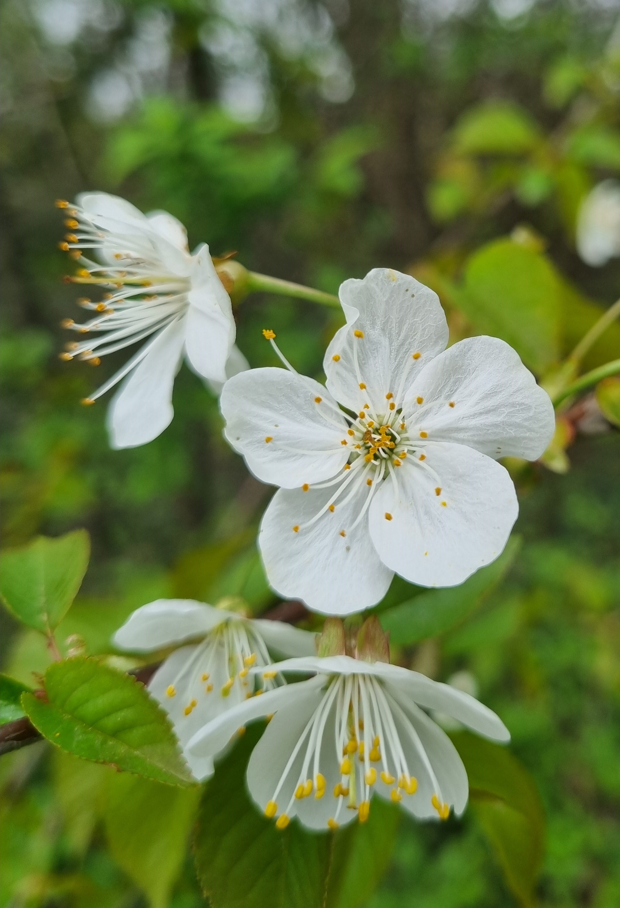 Prunus avium