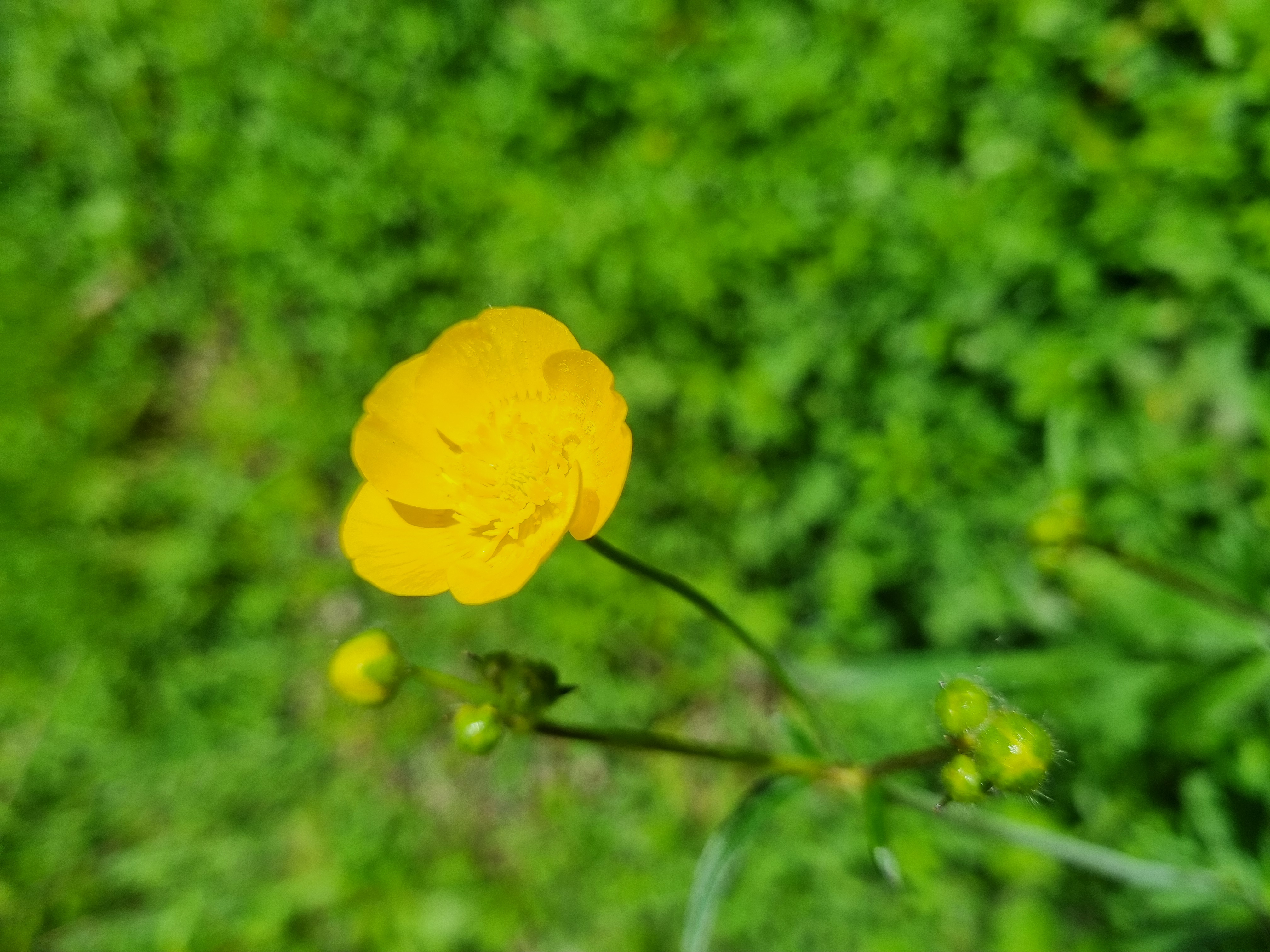 Ranunculus acris subsp. friesianus