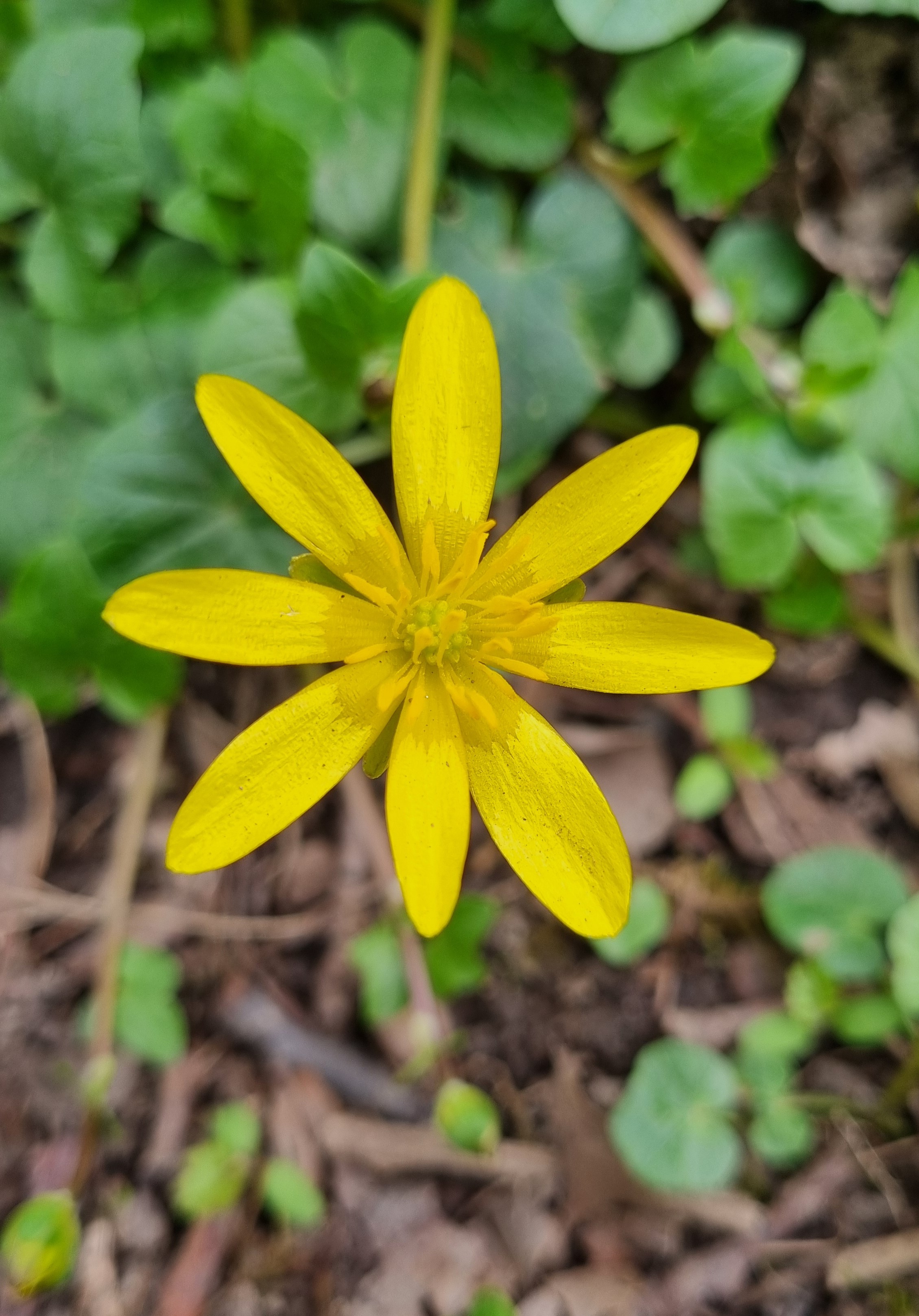 Ranunculus ficaria
