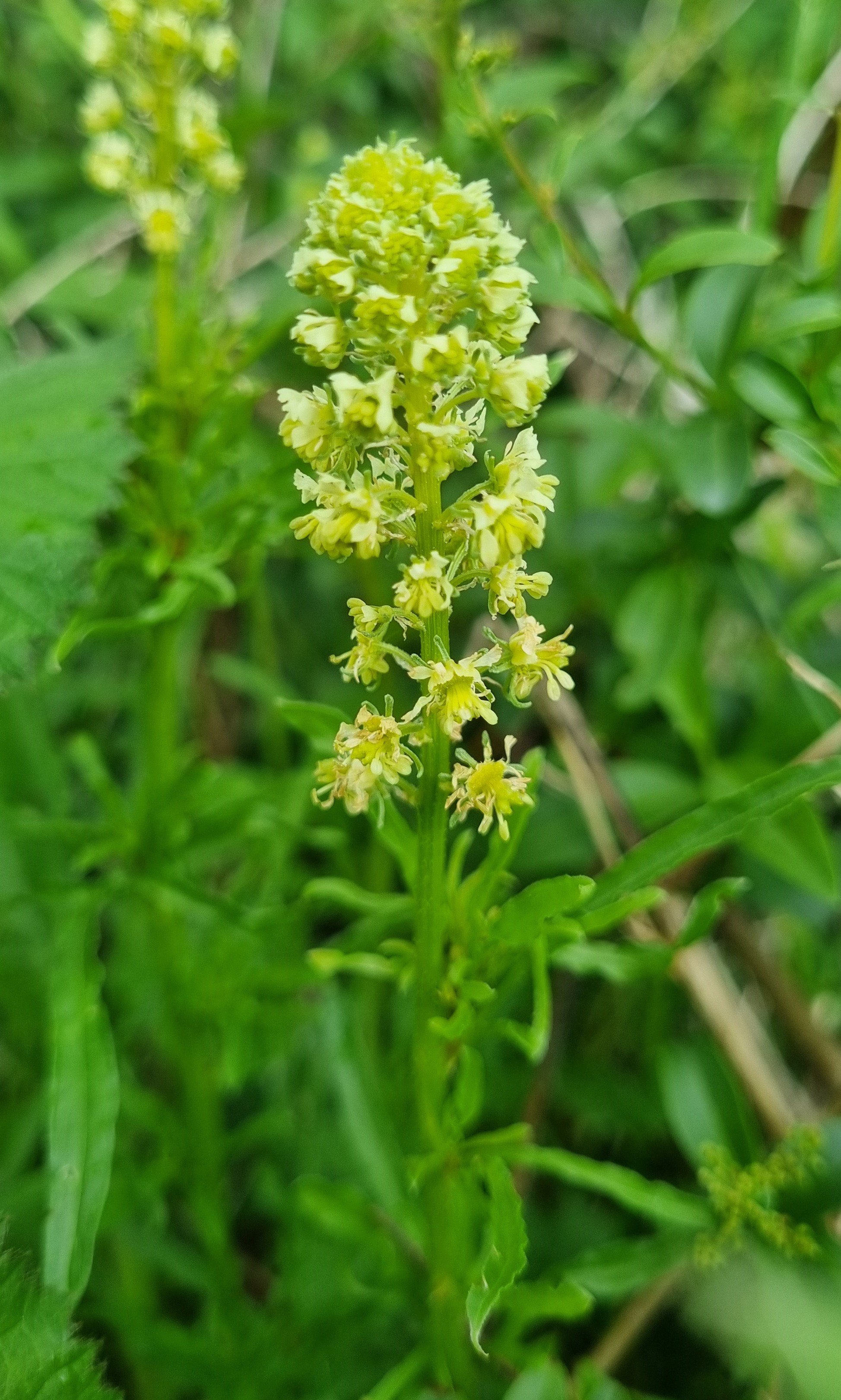 Reseda lutea