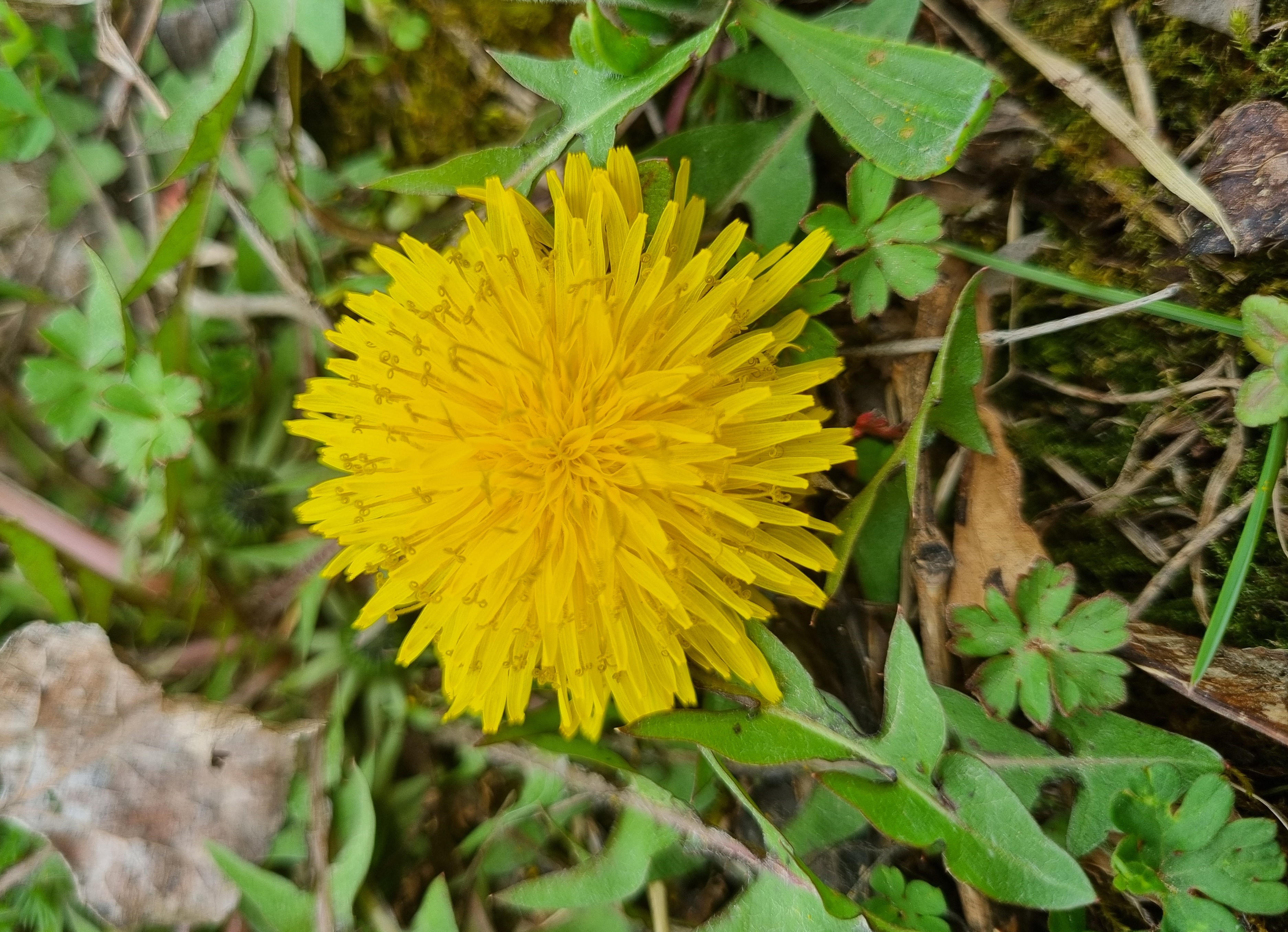 Taraxacum officinale