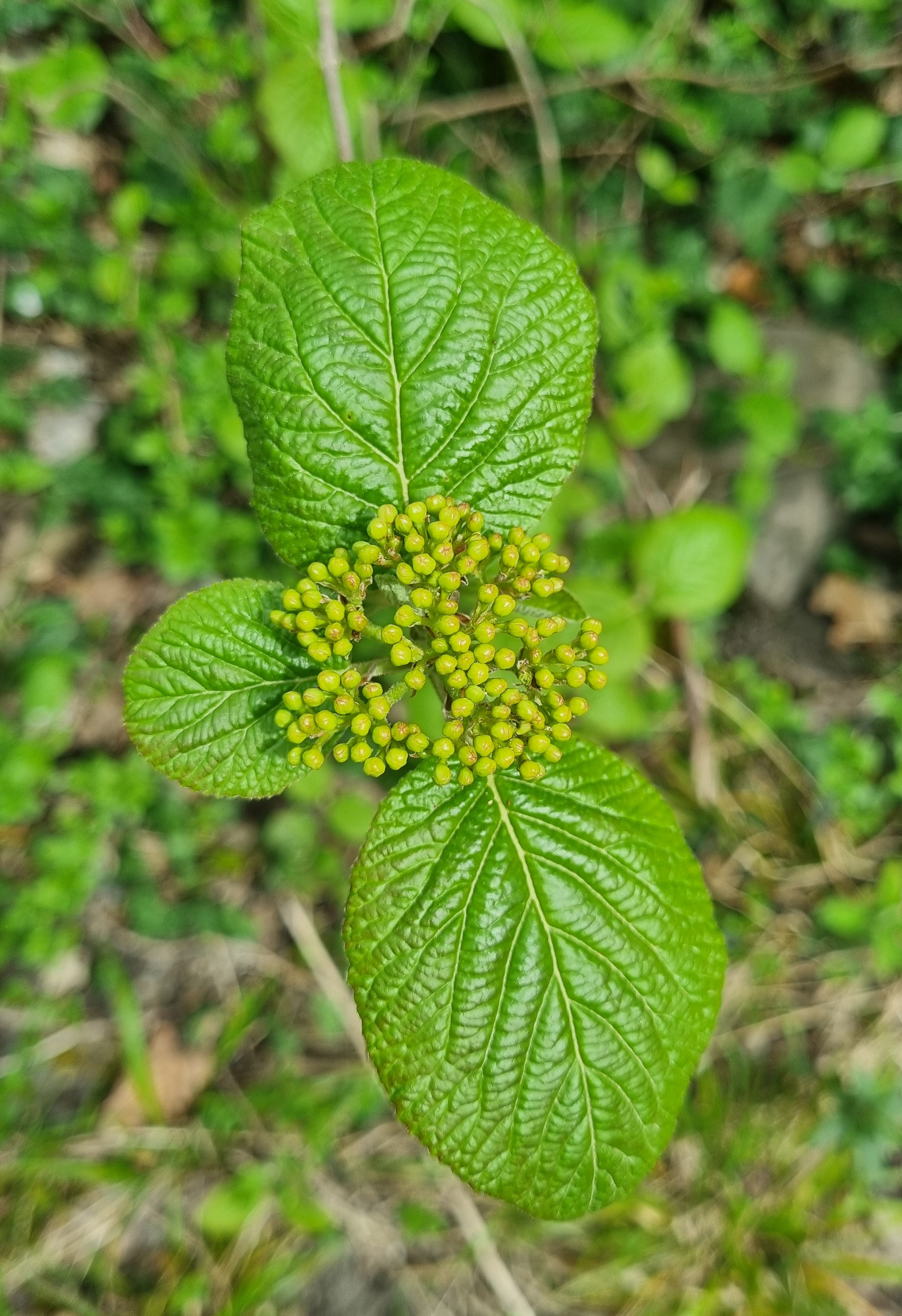 Viburnum lantana