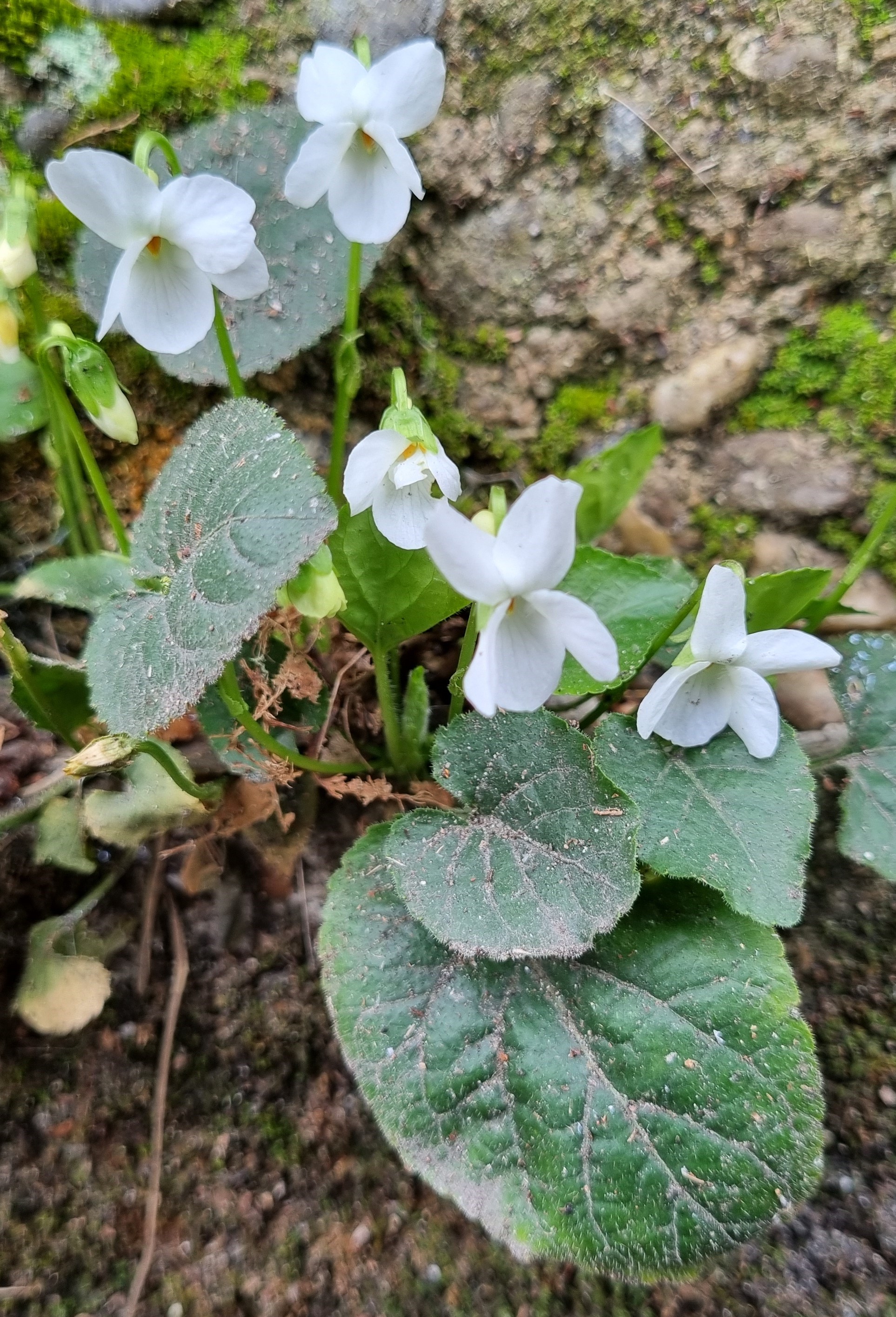 Viola alba