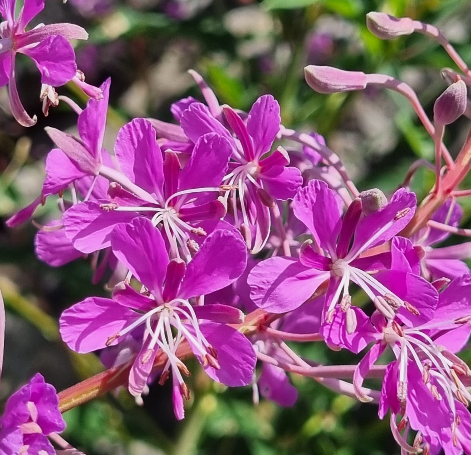 Epilobium angustifolium