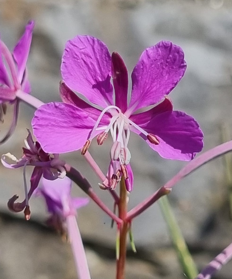 Epilobium angustifolium