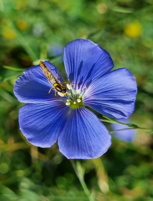 Linum usitatissimum