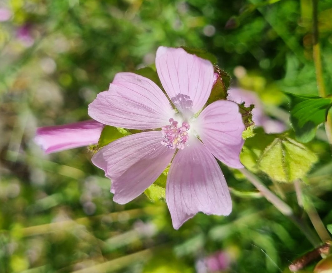 Malva alcea