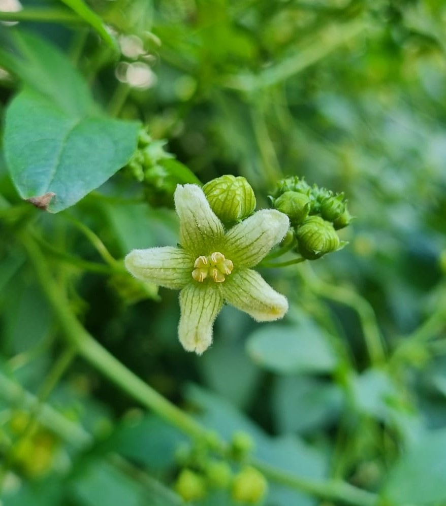 Bryonia dioica
