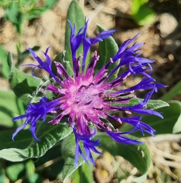 Centaurea montana