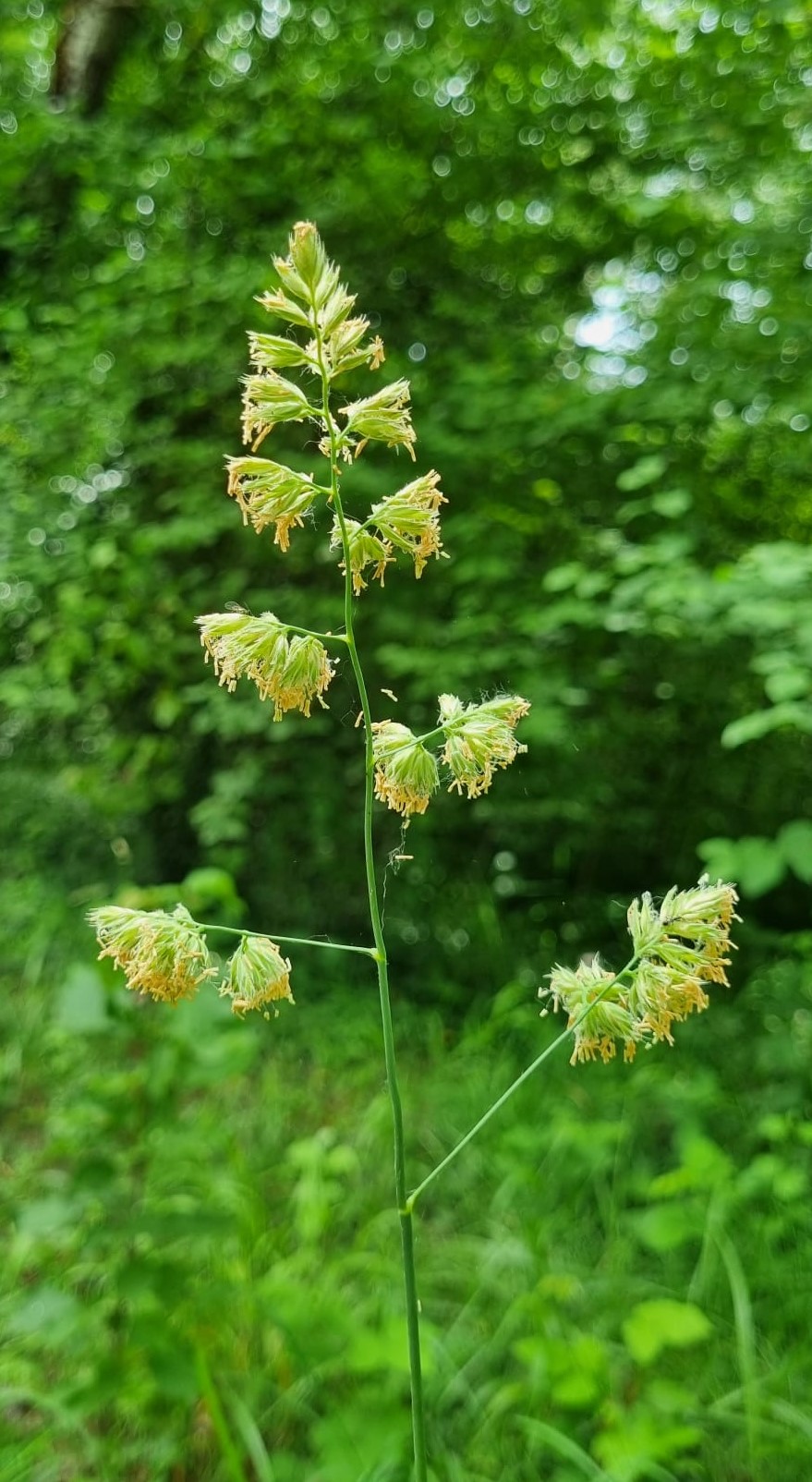 Dactylis glomerata
