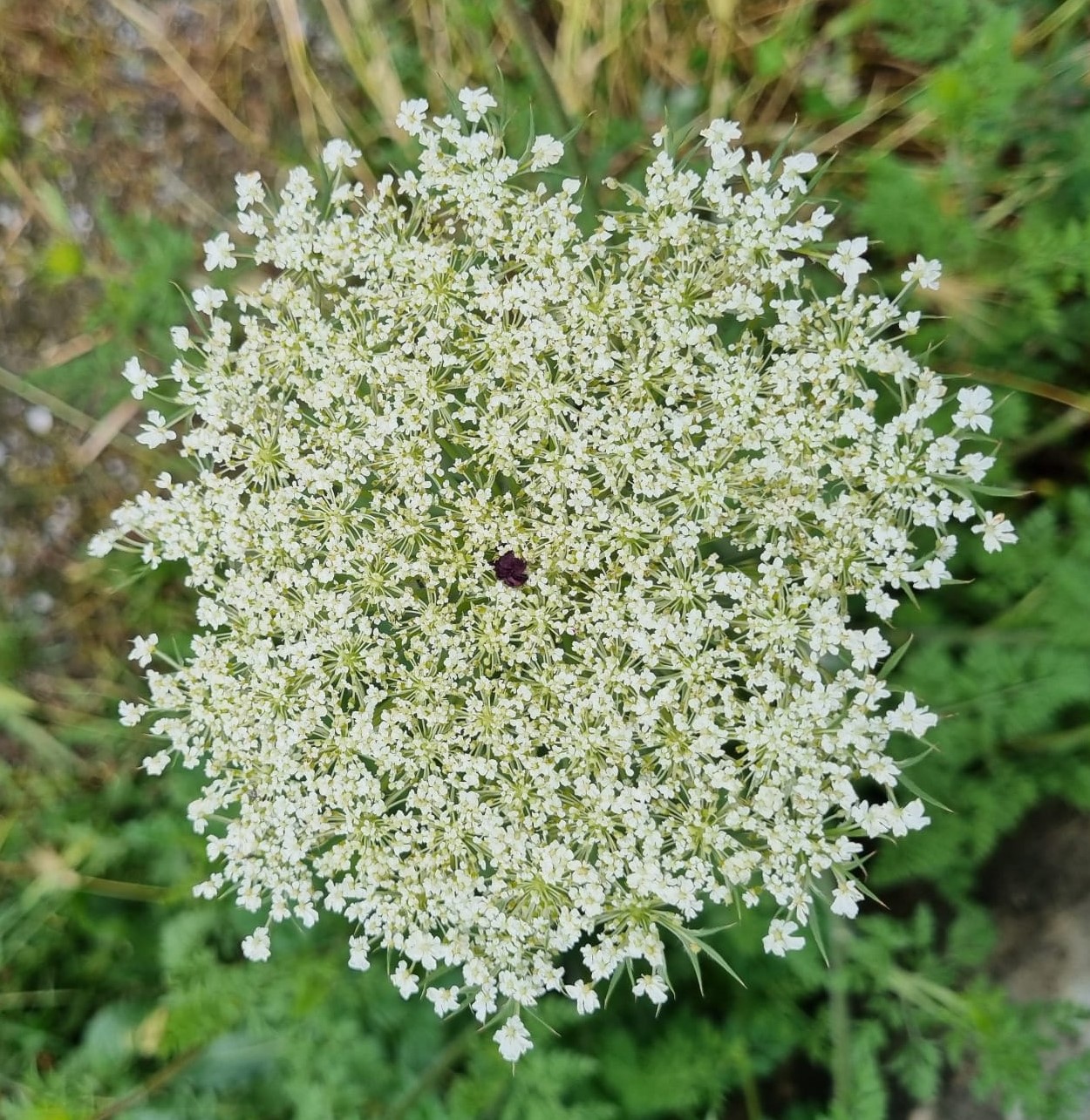 Daucus carota