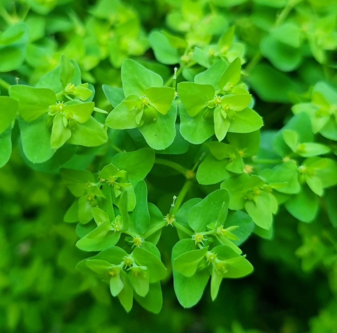 Euphorbia peplus