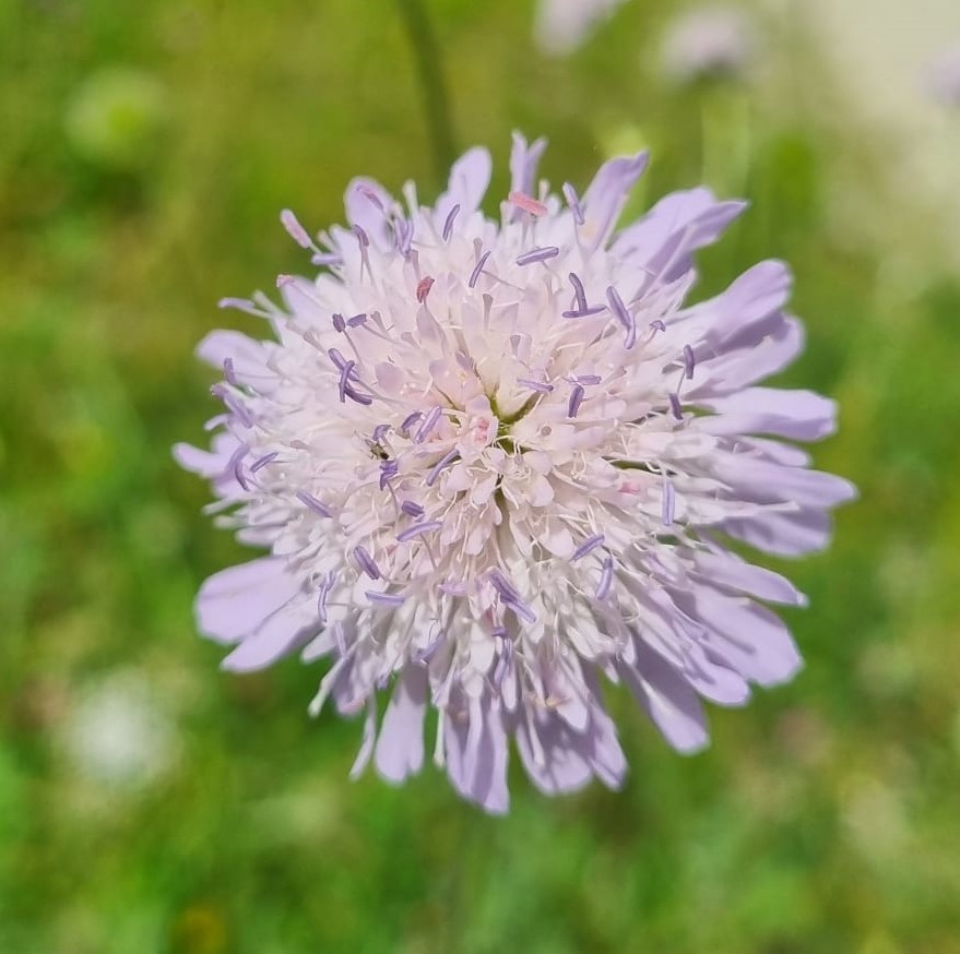 Knautia arvensis