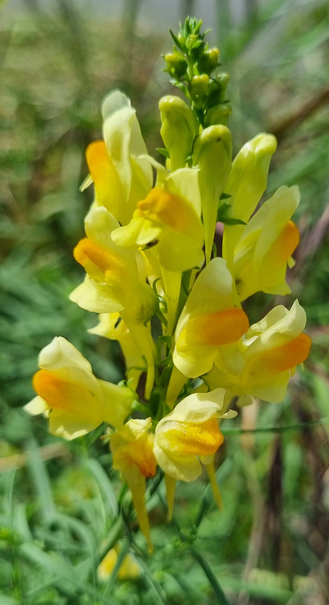 Linaria vulgaris