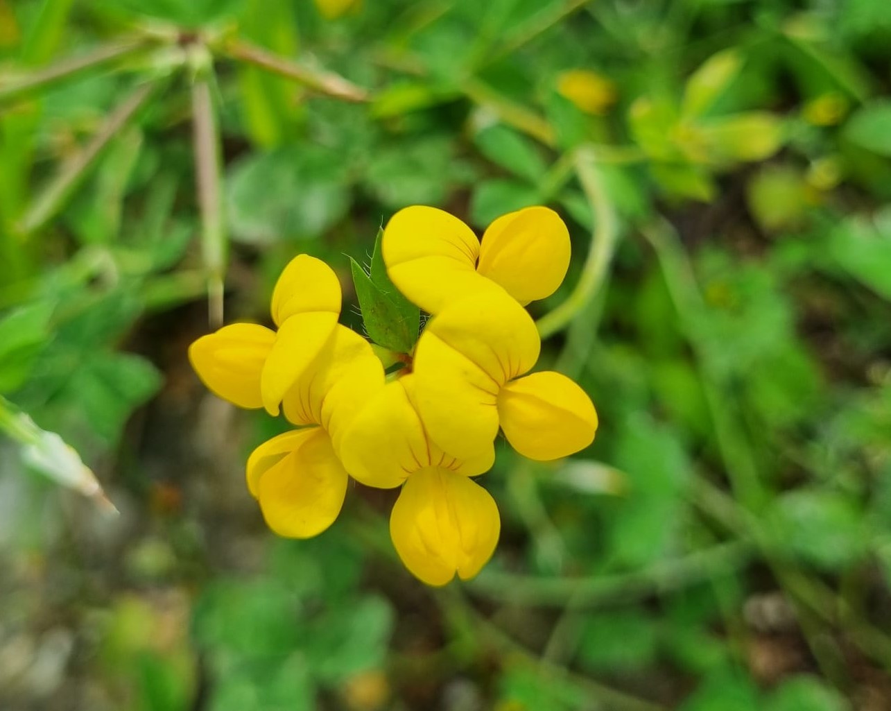 Lotus corniculatus