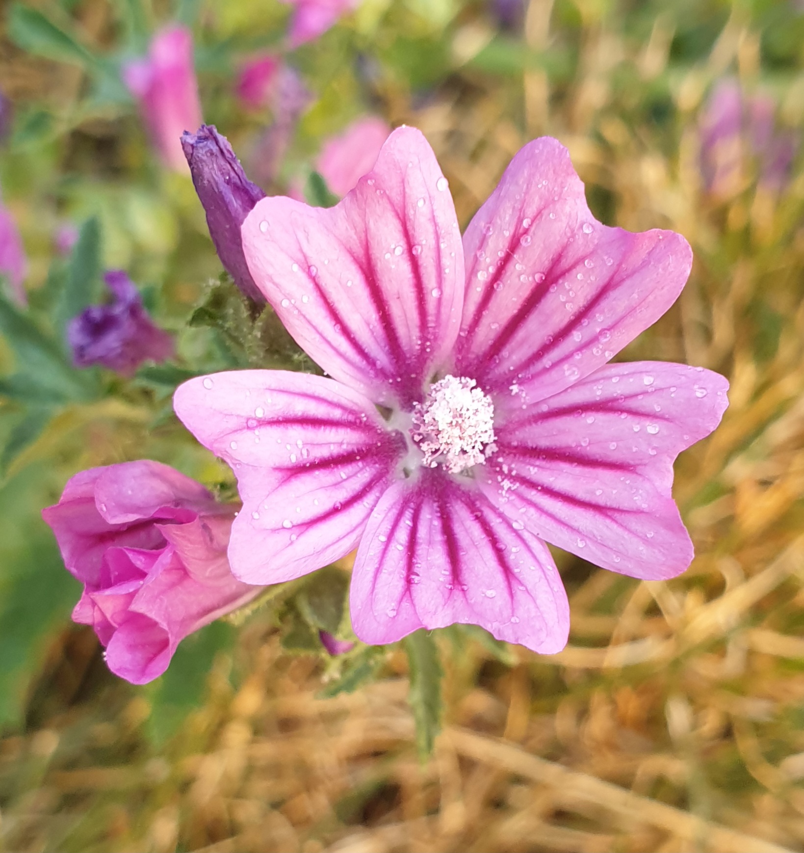 Malva sylvestris