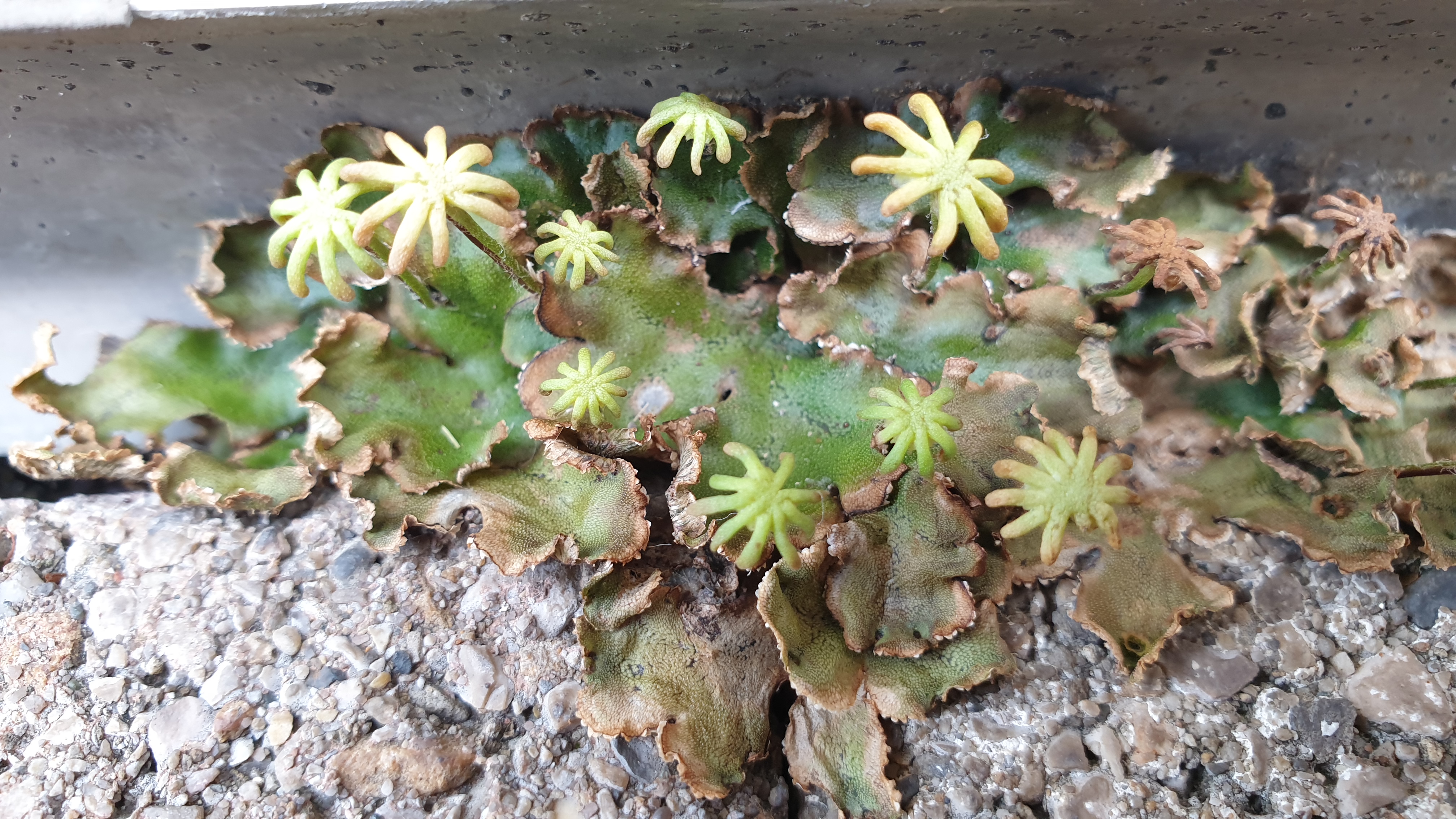 Marchantia polymorpha