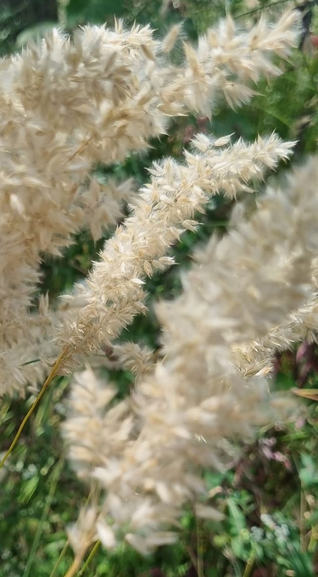 Melica ciliata