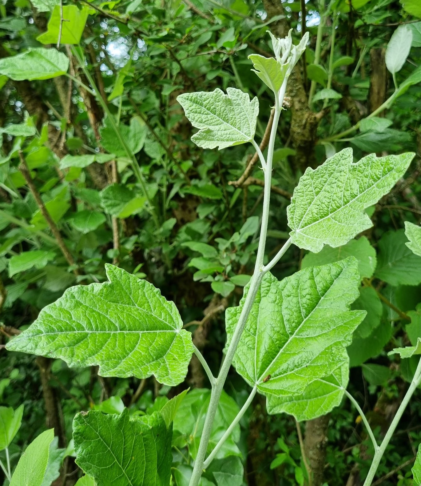 Populus alba