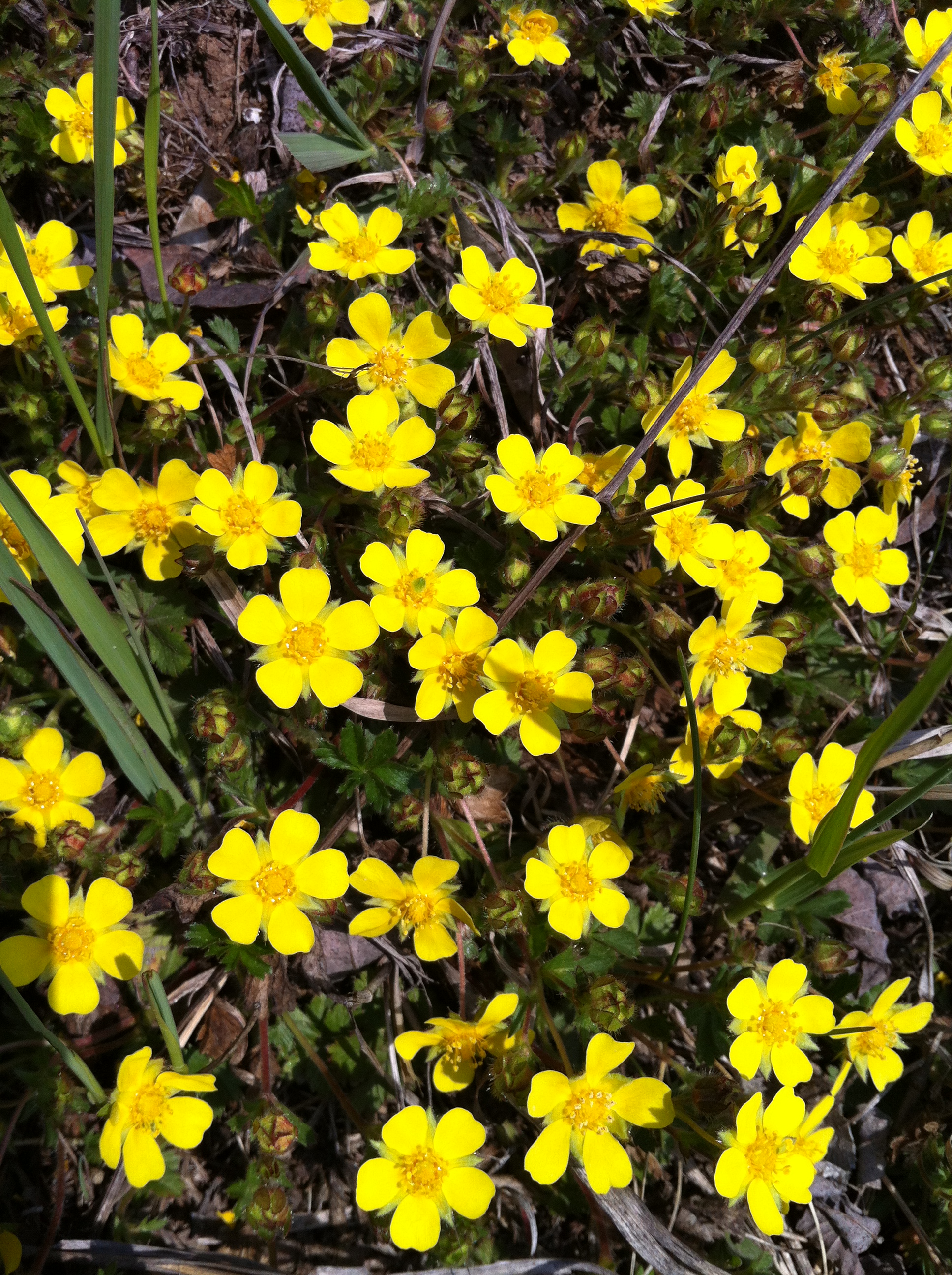 Potentilla tabernaemontani