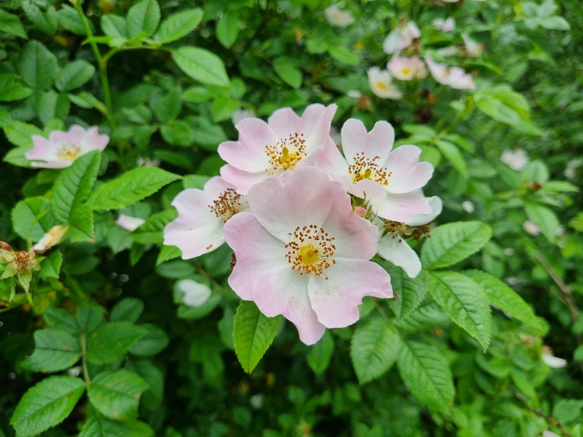 Rosa canina