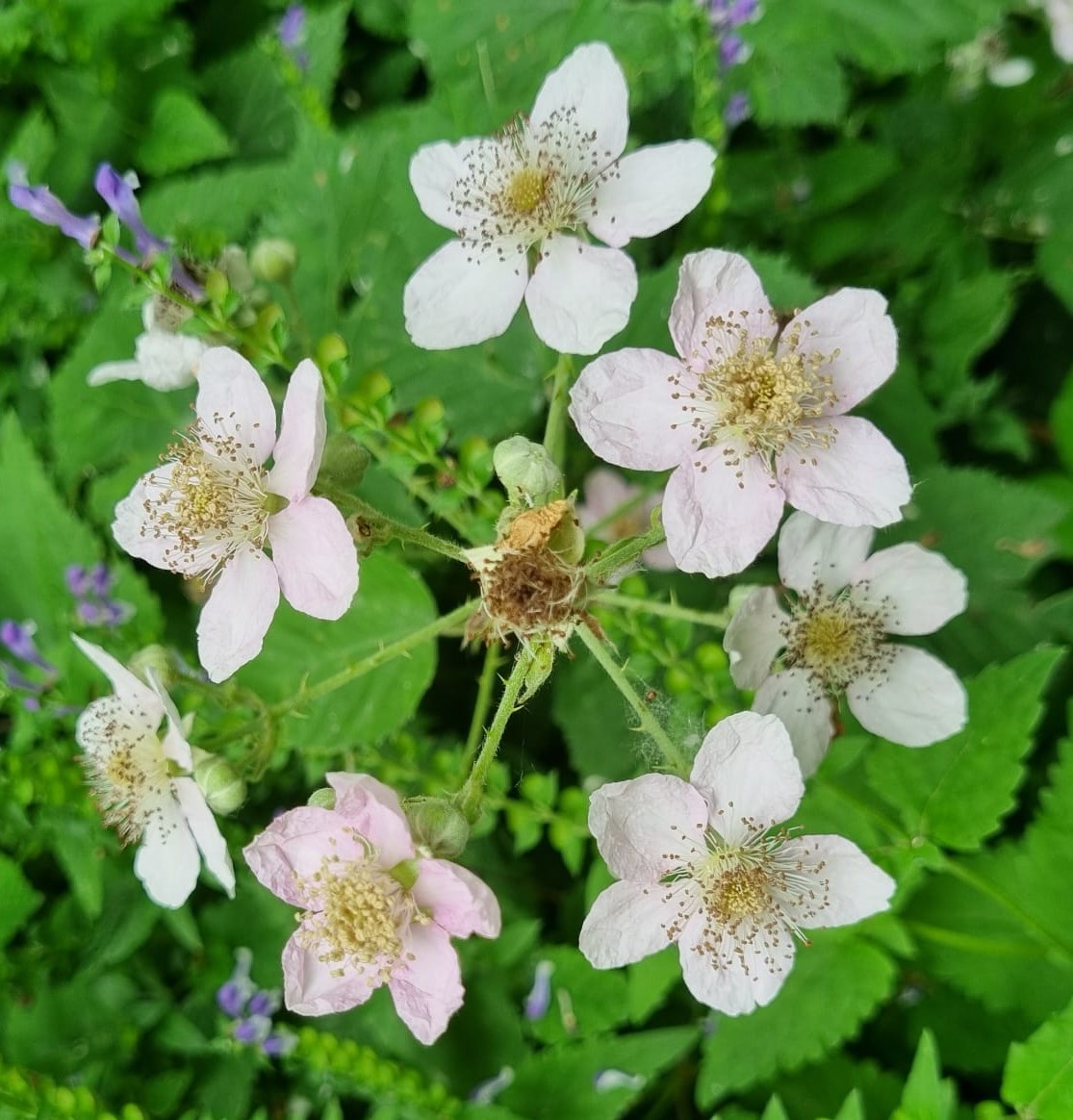 Rubus fruticosus