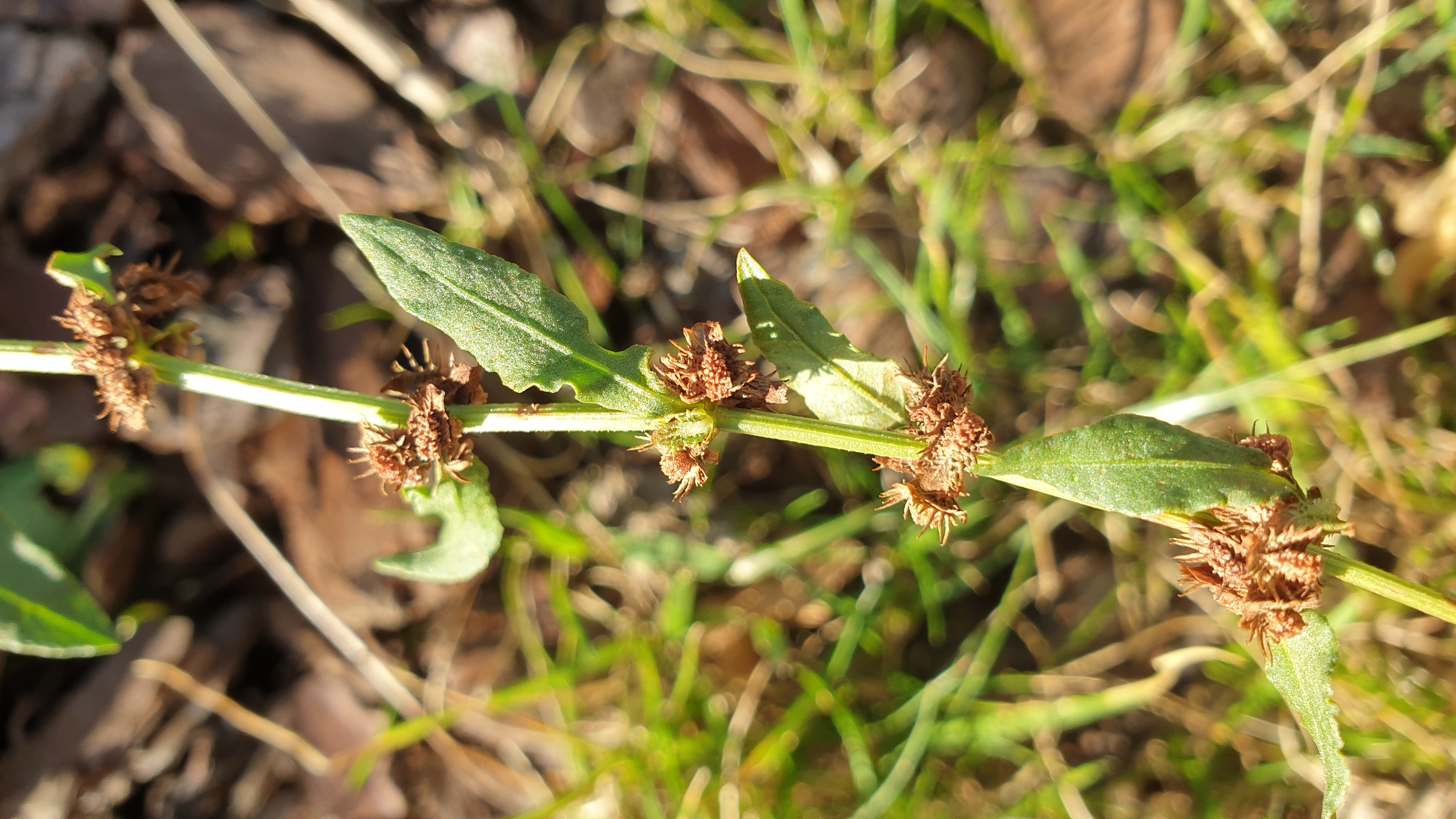 Rumex pulcher