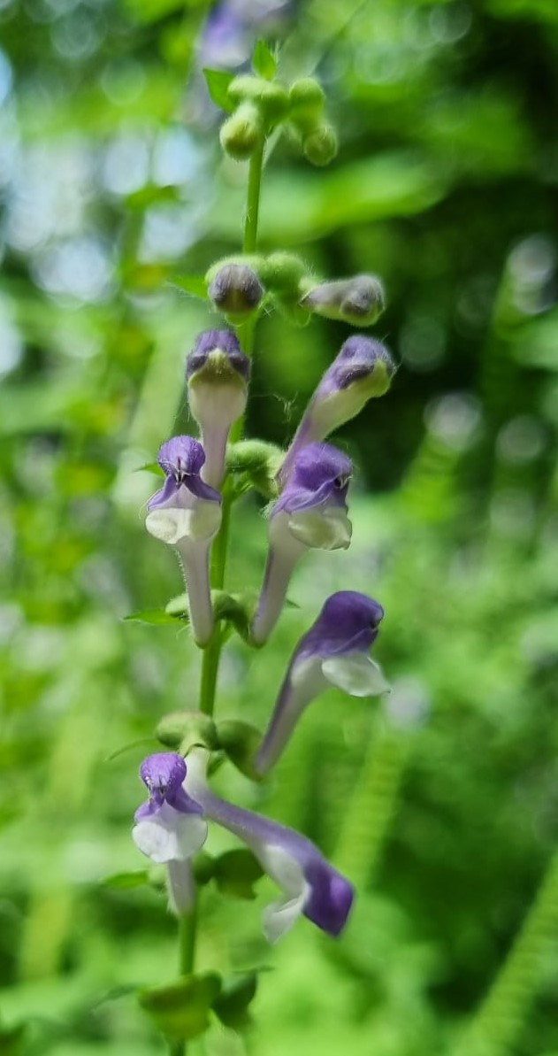 Scutellaria altissima