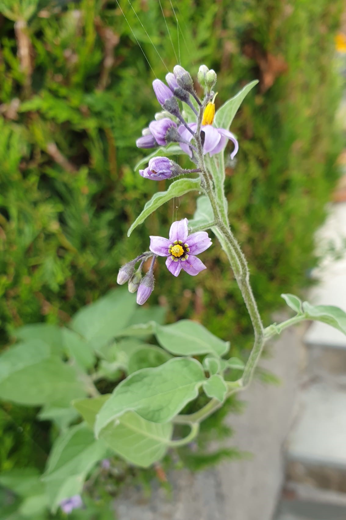 Solanum dulcamara