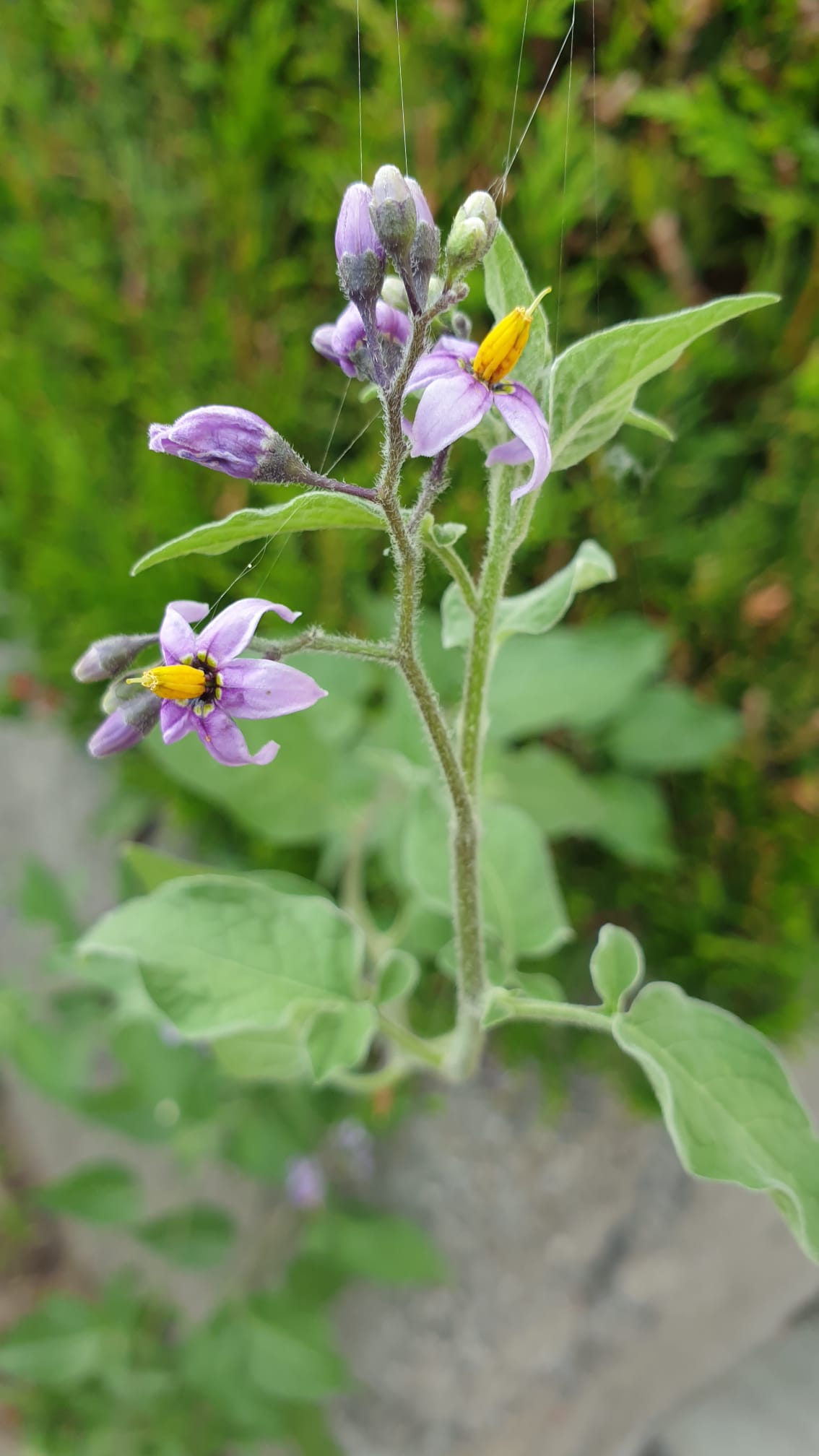 Solanum dulcamara