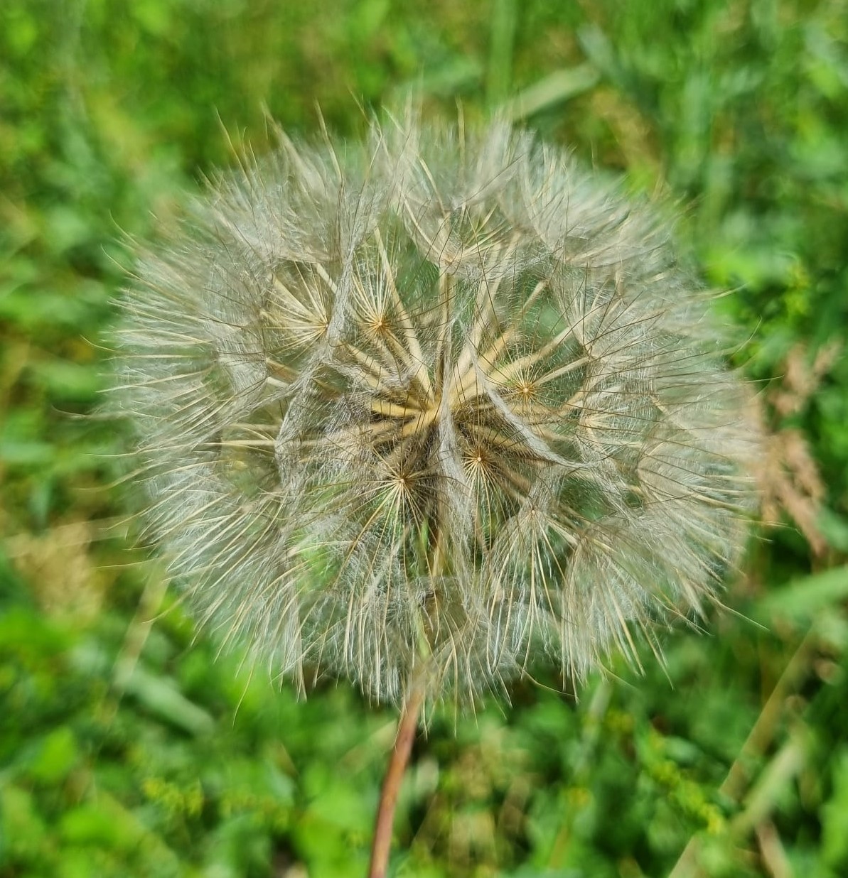 Tragopogon prtatensis subsp. orientalis