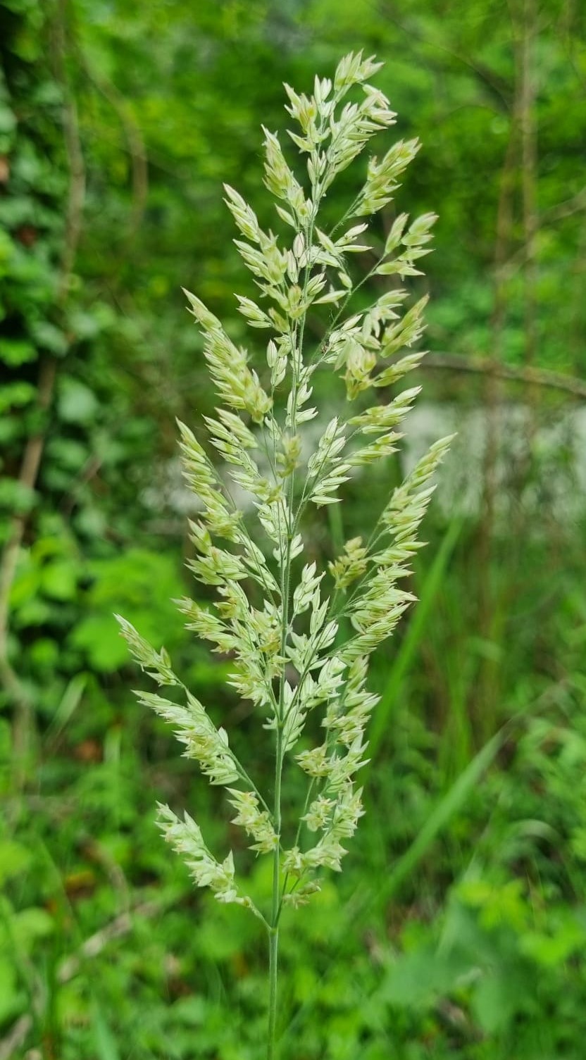 Trisetum flavescens