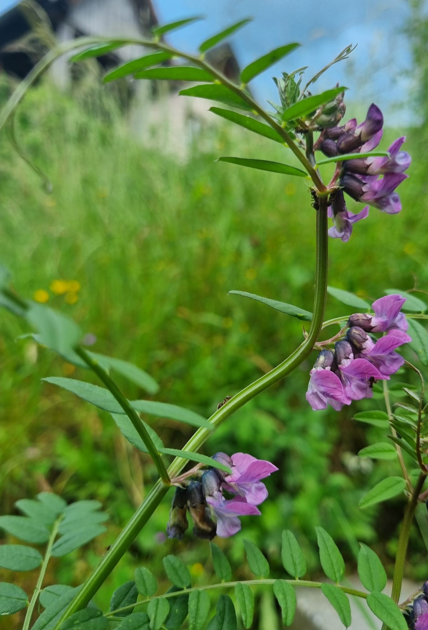 Vicia sepium
