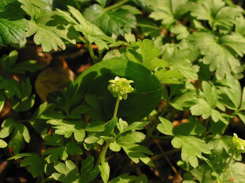 Adoxa moschatellina