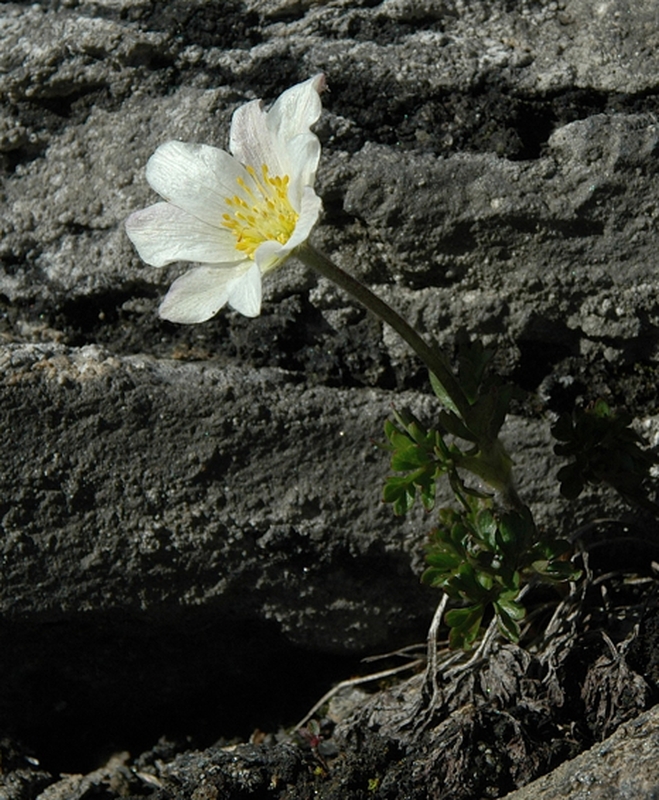 Anemone baldensis