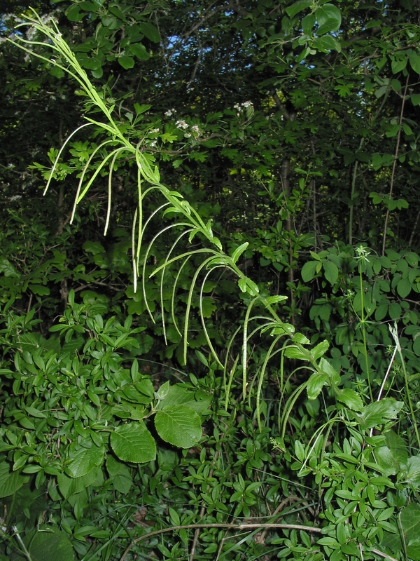 Arabis turrita