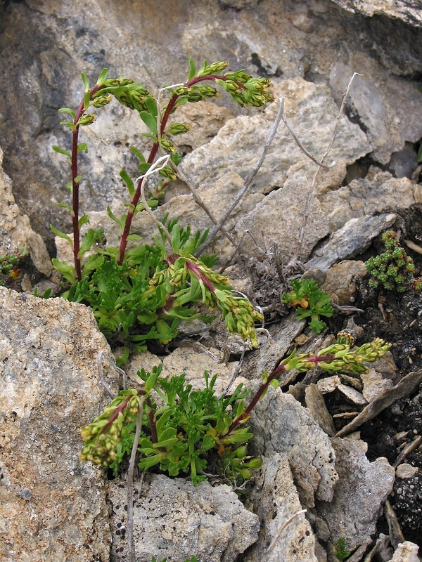 Artemisia nivalis