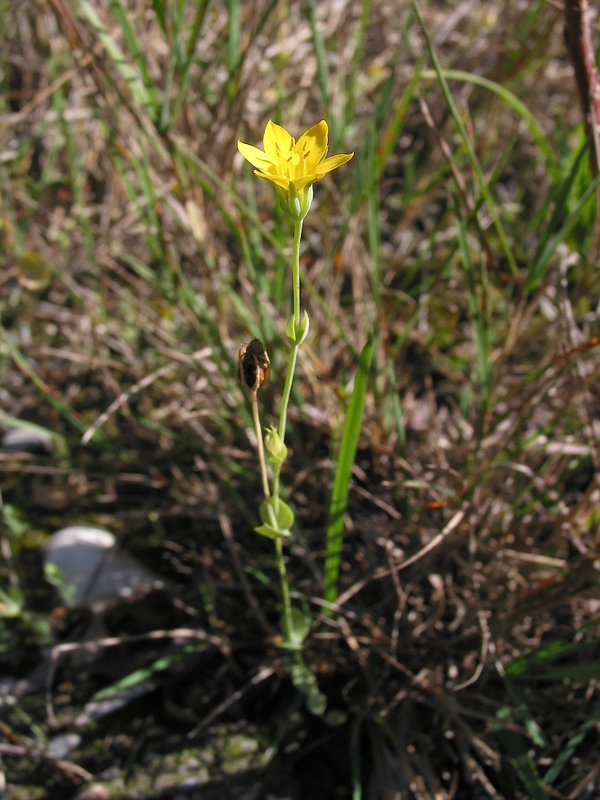 Blackstonia acuminata