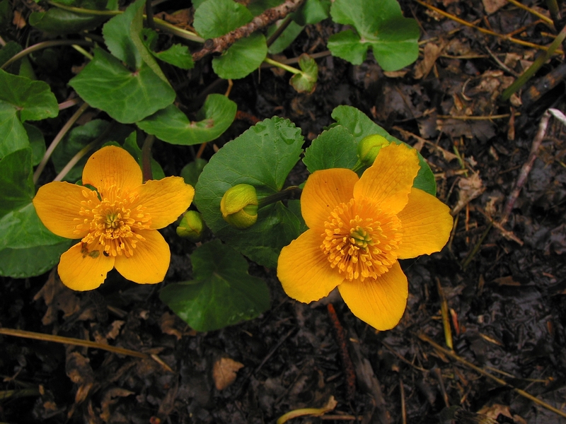 Caltha palustris
