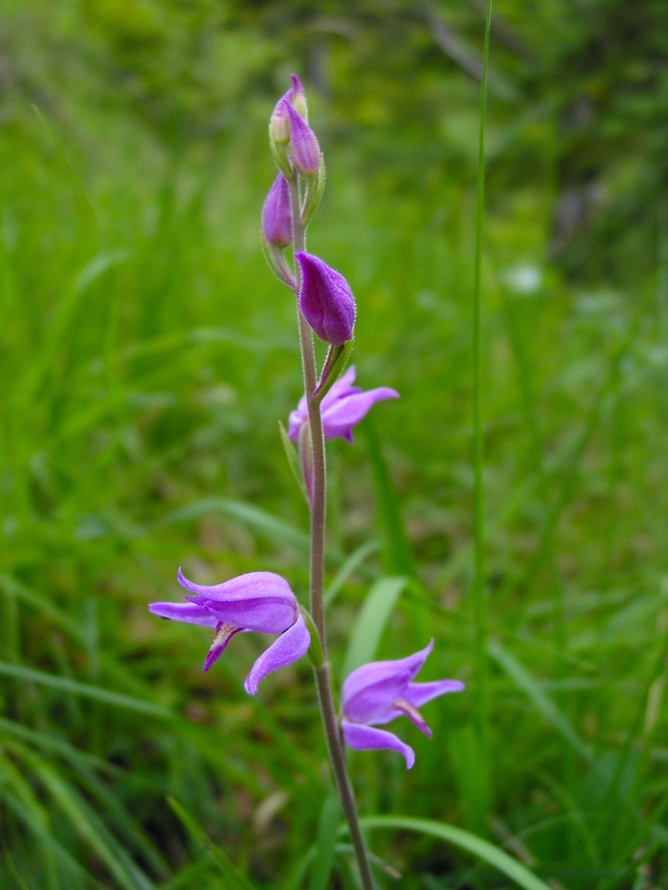 Cephalanthera rubra