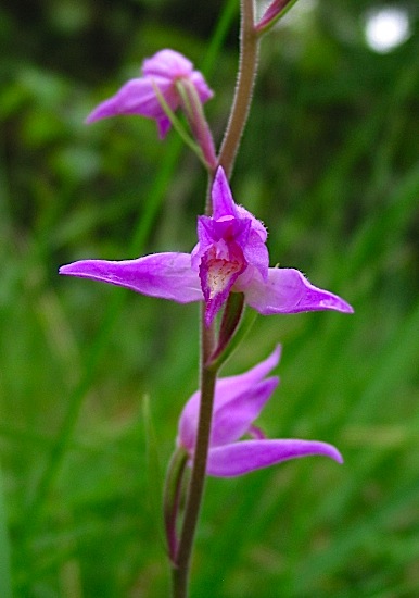 Cephalanthera rubra