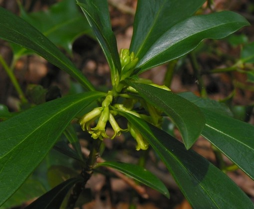 Daphne laureola