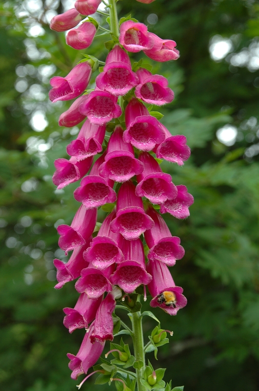 Digitalis purpurea