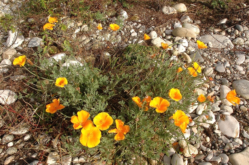 Escholtzia californica