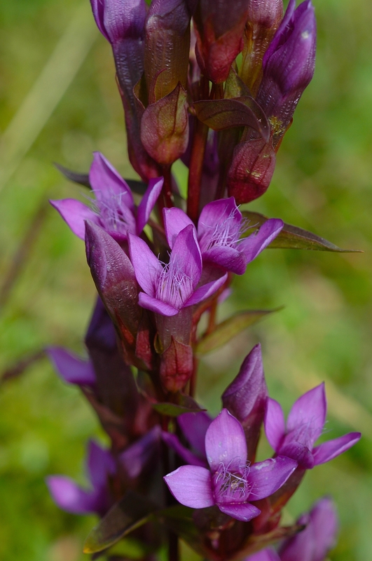 Gentiana campestris