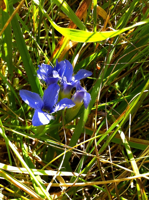 Gentiana ciliata
